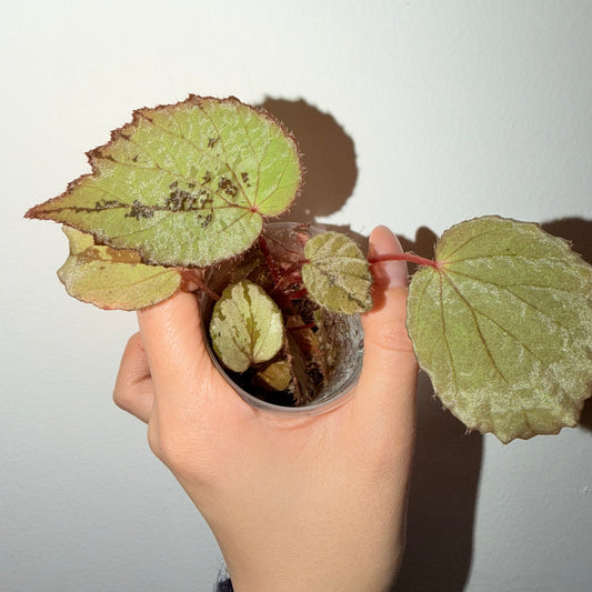 🌿 Begonia aketajawensis (Green)