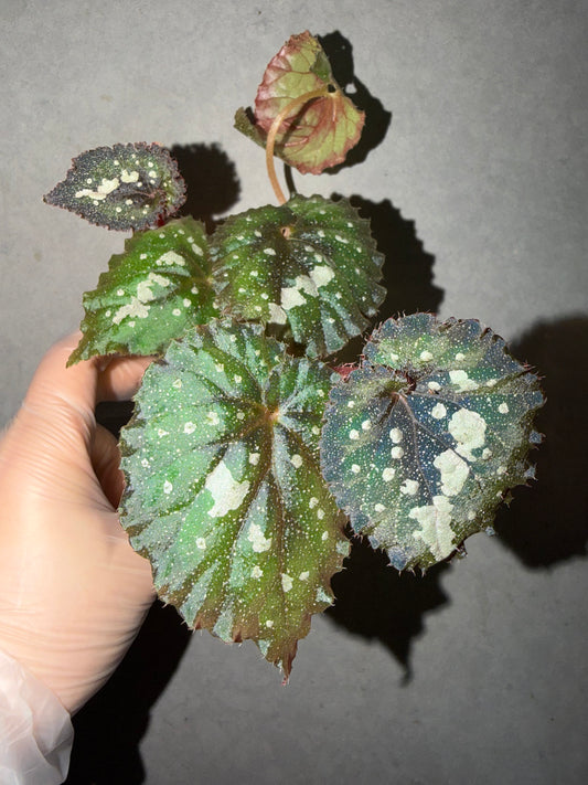 🌌Begonia 'Super Universe'