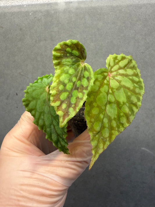 🟢 Begonia chlorosticta