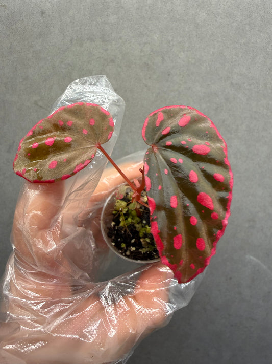 🖤 Begonia ‘Nyx’ ✨