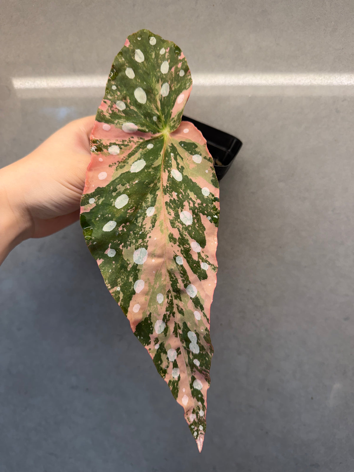 🌿Begonia maculata ‘Pink Variegata’