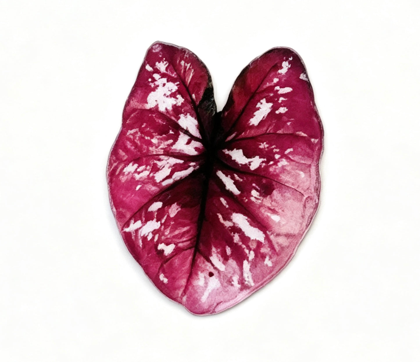 💜Caladium fridge magnet🩷