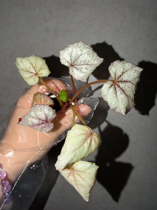🌿 Begonia 'Margaret'