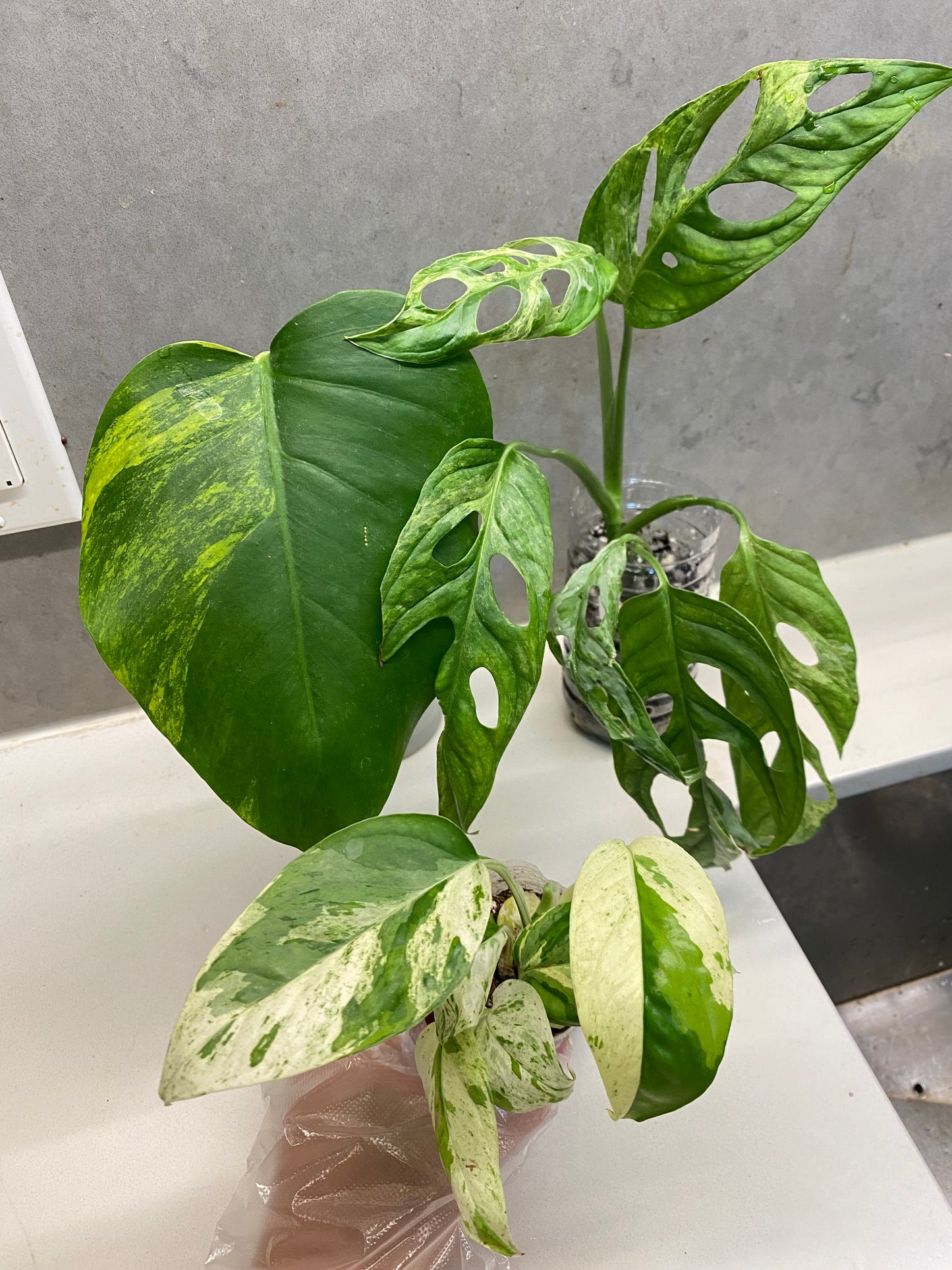 Monstera Aurea Variegated (2 leaves) + Monstera Adansonii Mint Variegated + Epipremnum pinnatum 'Mint' – Combo