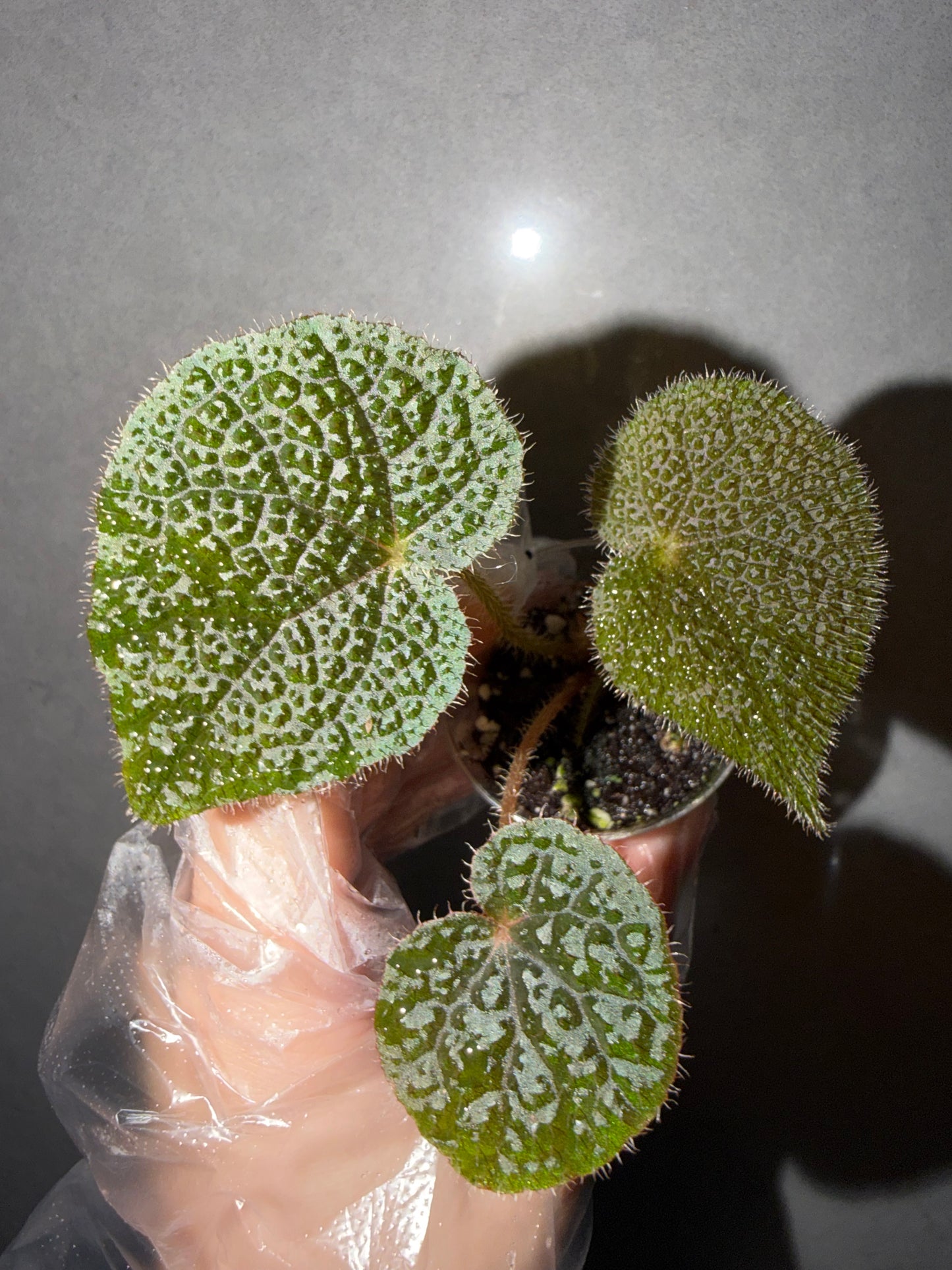 🌿Begonia masoniana ‘River’