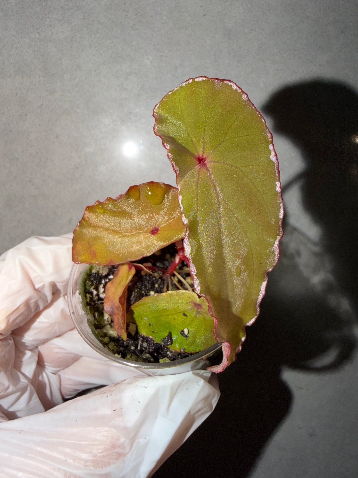 🌿Begonia northbaramensis🫶🏻