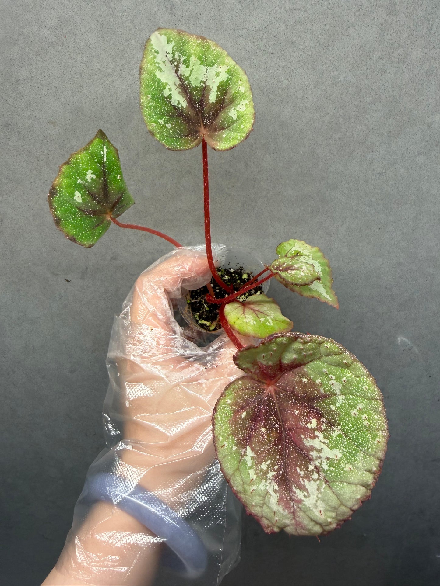 🌠 Begonia ‘DS-Antares’