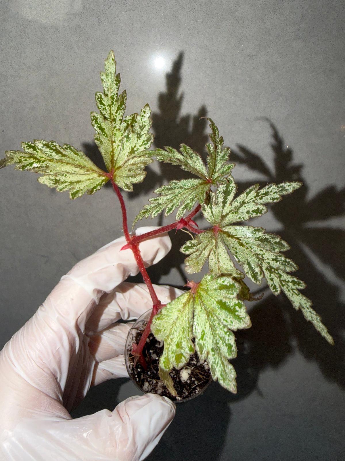 Begonia 4 Combo：sp. Julau➕ polilloensis x rajah➕ Martin Mystery➕ Robert Golden
