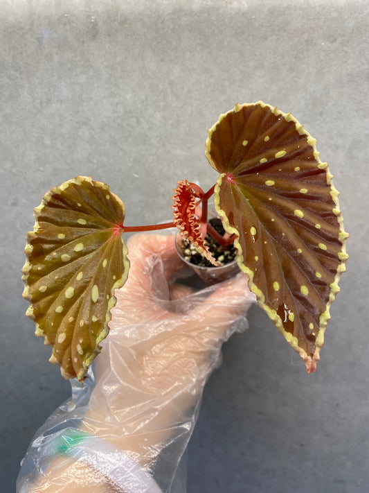🌿 Begonia darthvaderiana