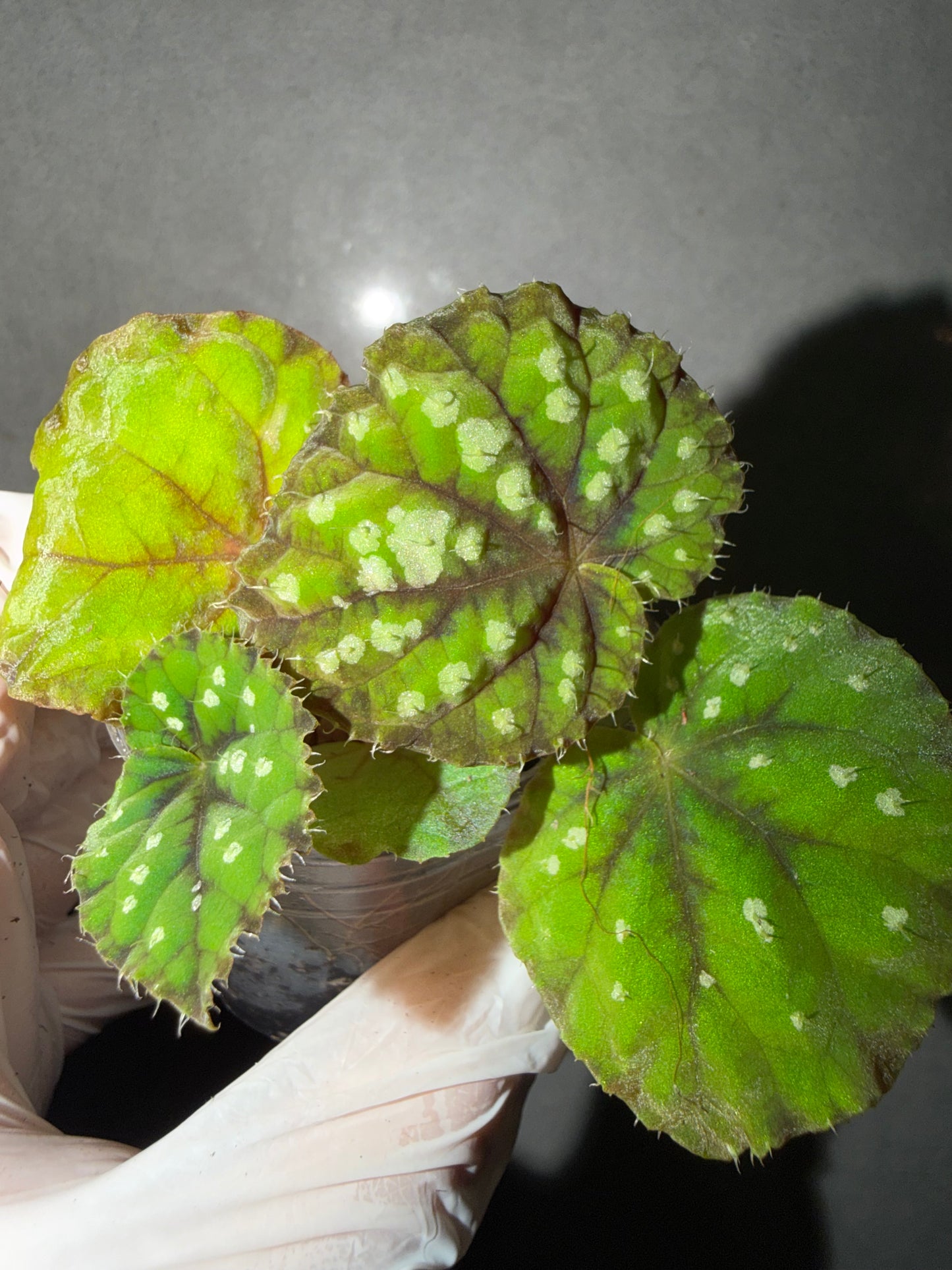 🌿Begonia DS-Little Bead