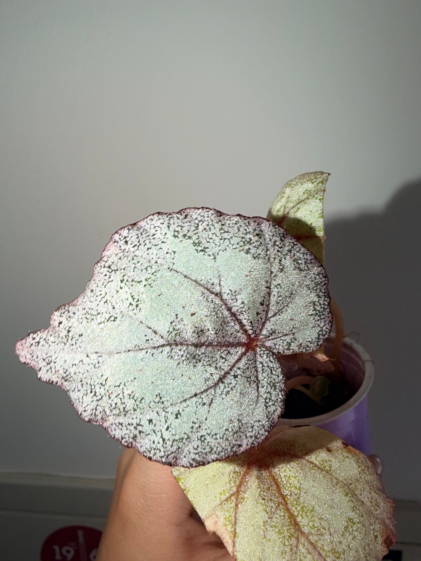 Begonia  'Margaret'