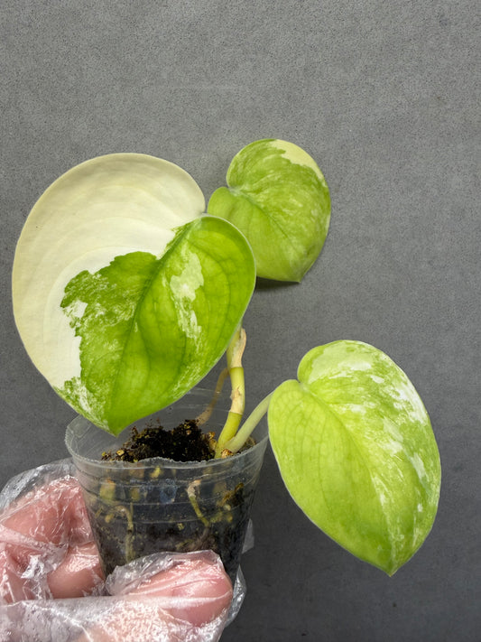 🌿Scindapsus Jade Satin Variegated