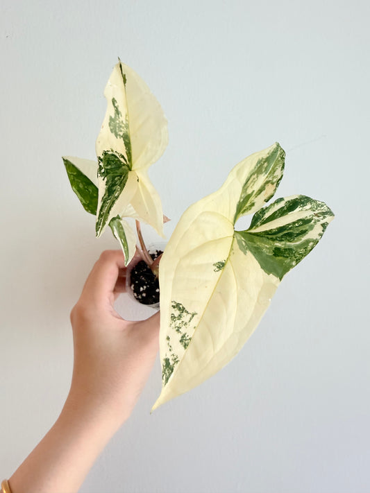 Syngonium podophyllum