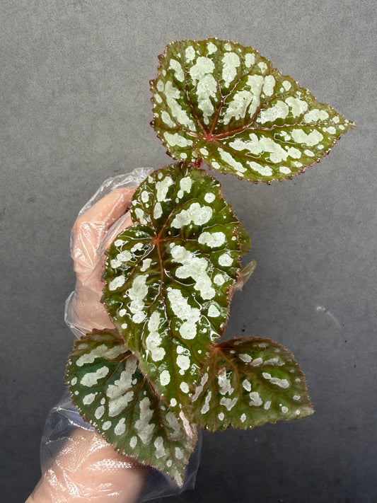 👸Begonia ‘Elizabeth Lahn’