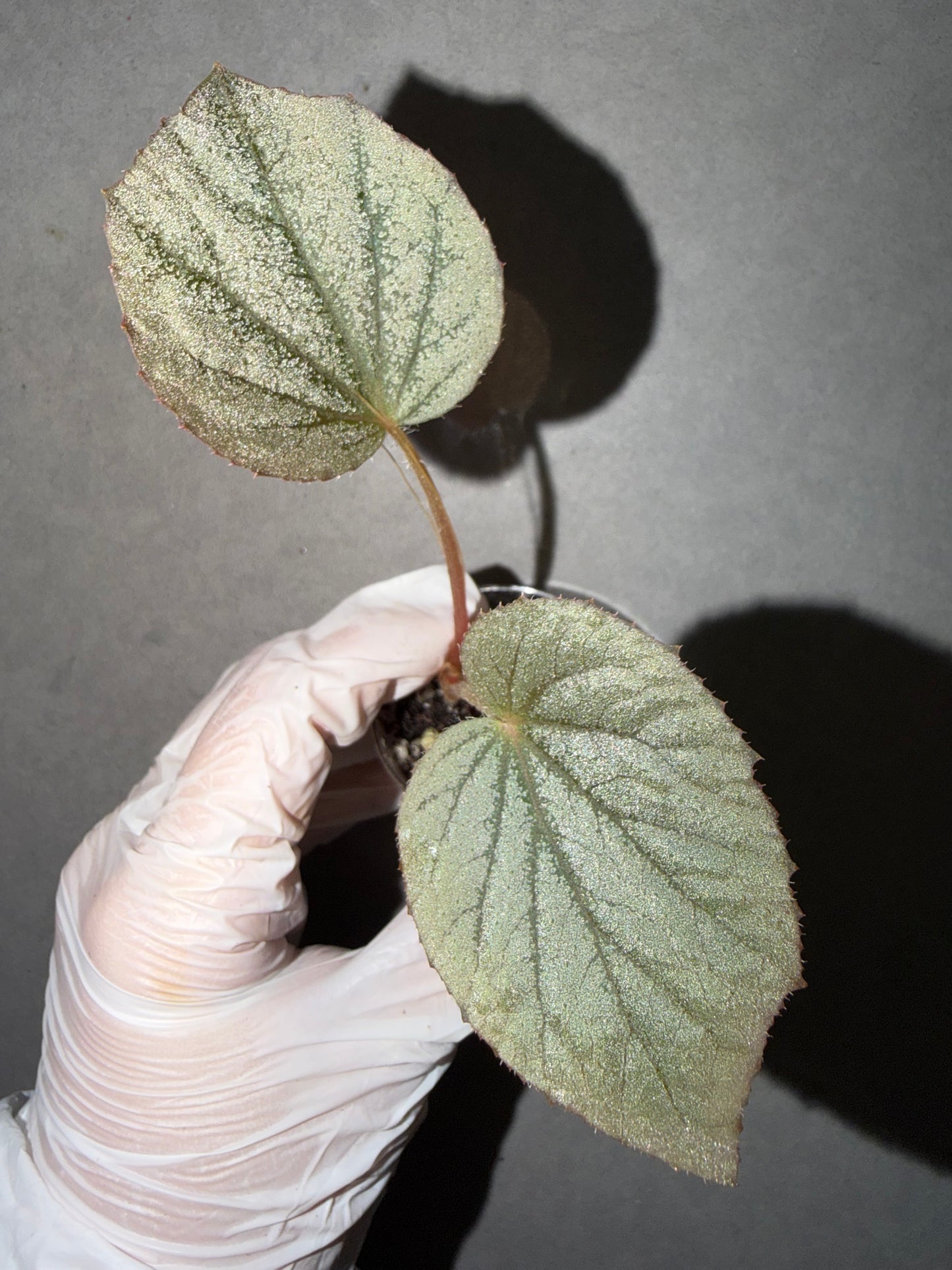 🌿Begonia U508