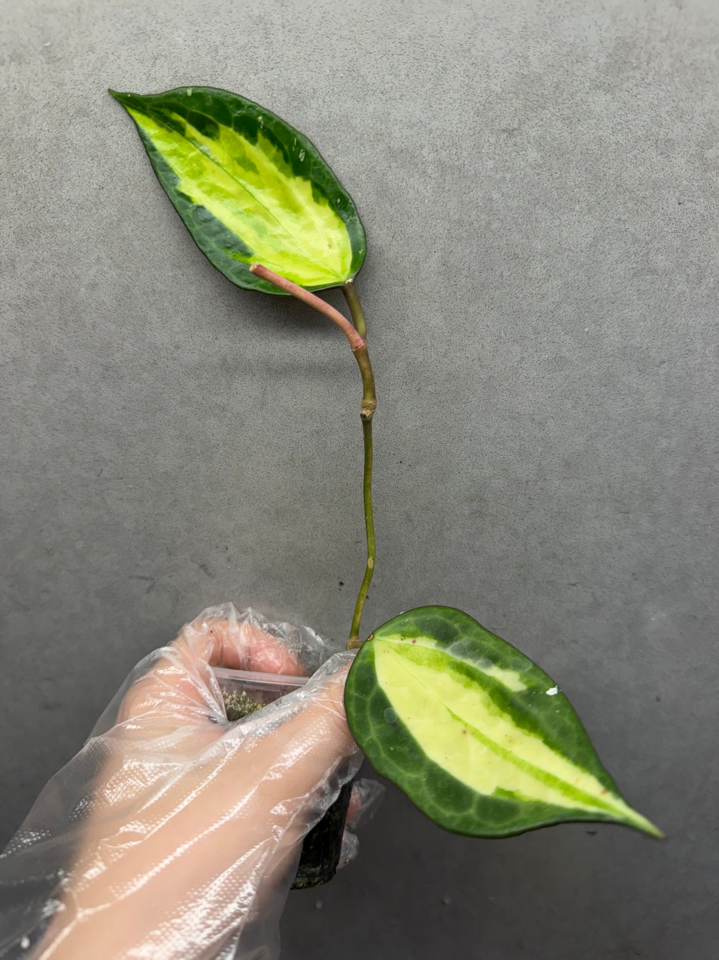 🌿Hoya Macrophylla Inner