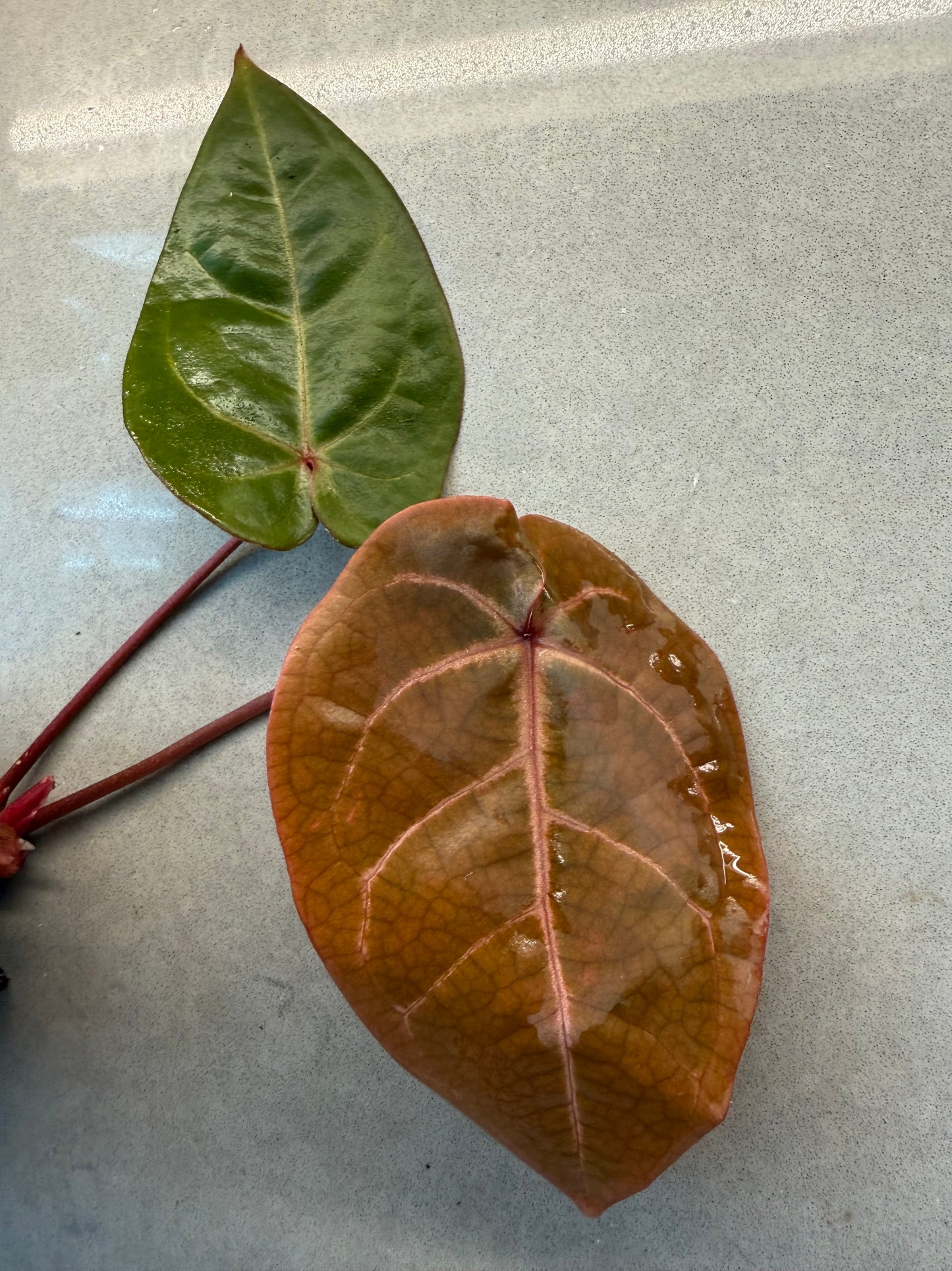 🌿 Anthurium Bvep × red Crystallinum * Kos（Premium）