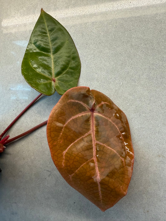 🌿 Anthurium Bvep × red Crystallinum * Kos（Premium）