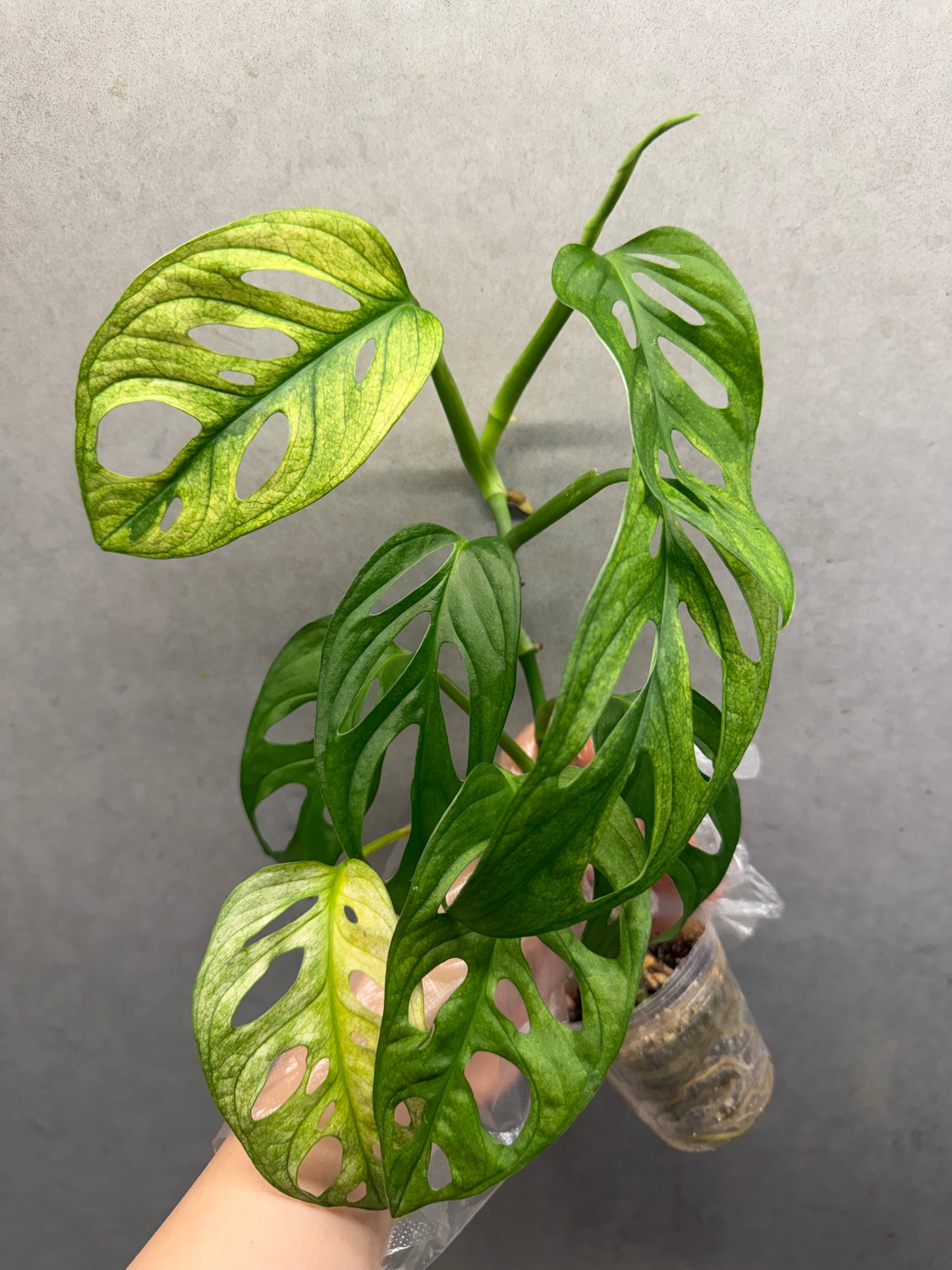 🌿 Monstera Adansonii 'White Monster'