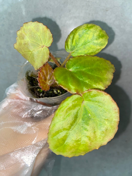🌿 Begonia rockii