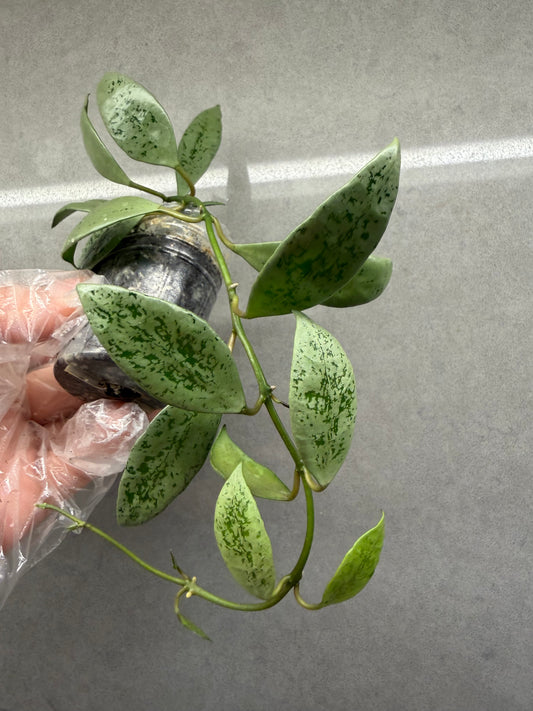 🌿Hoya Lacunosa Leopard skin