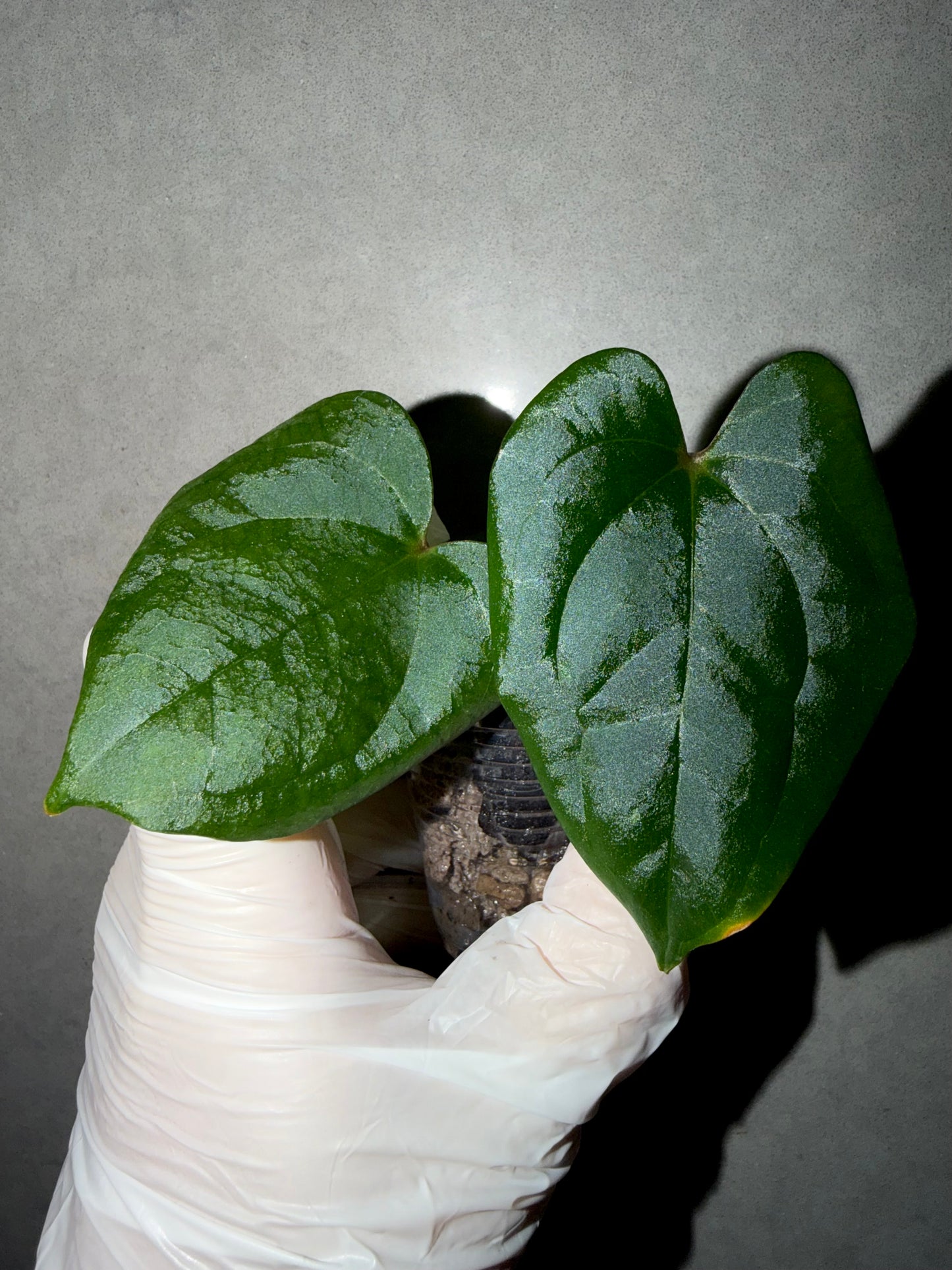 🌿Anthurium Red Vein Dark Phoenix(RVDP)