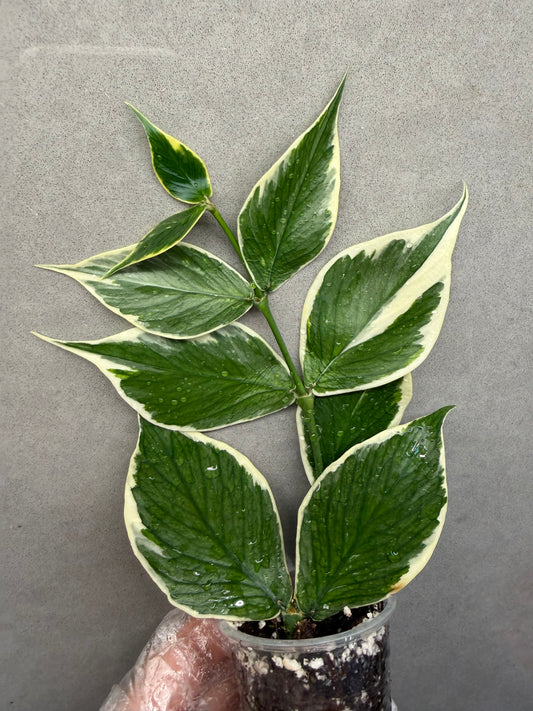 🌿Hoya polyneura albomarginata