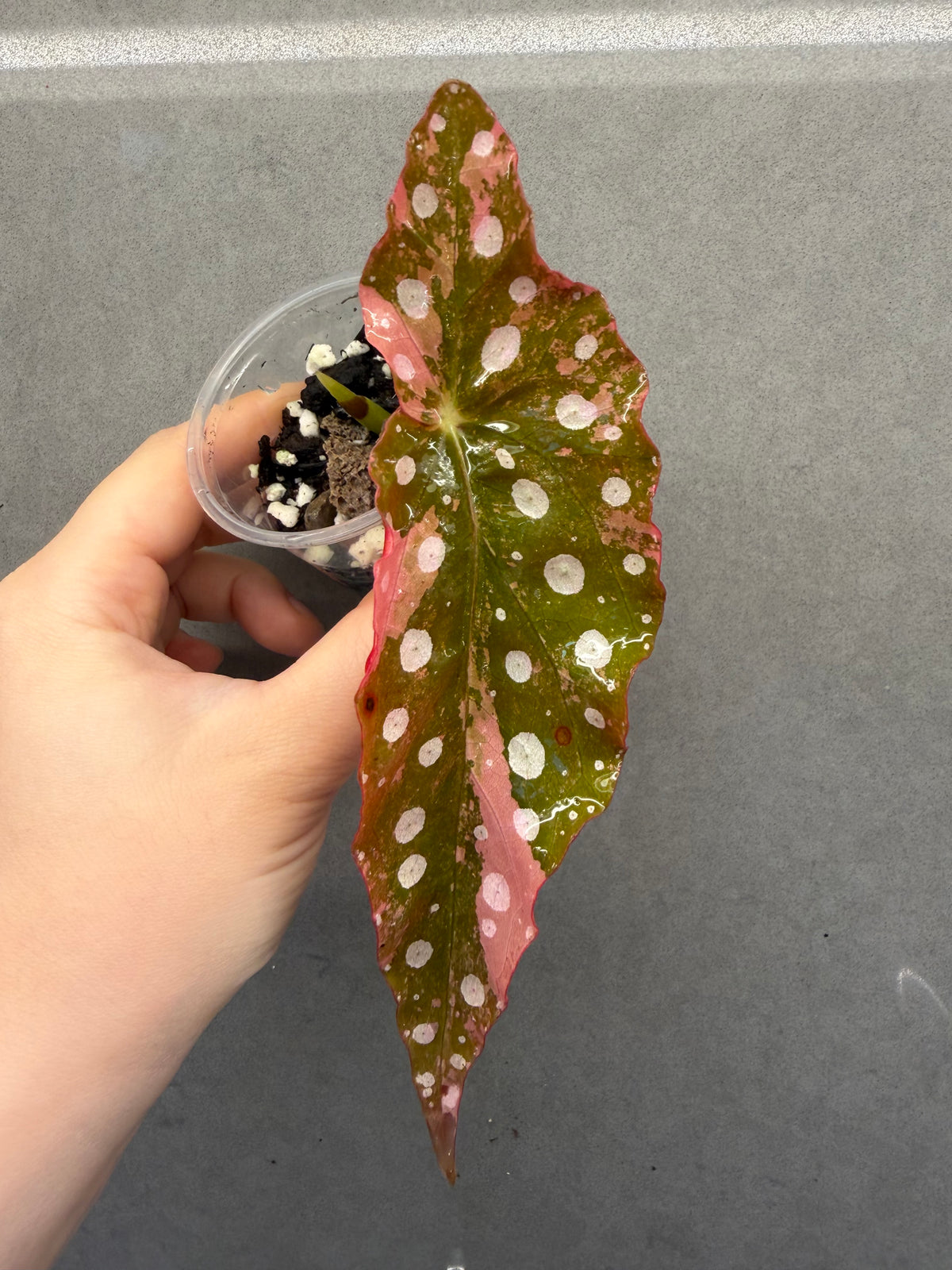 🌿Begonia maculata ‘Pink Variegata’