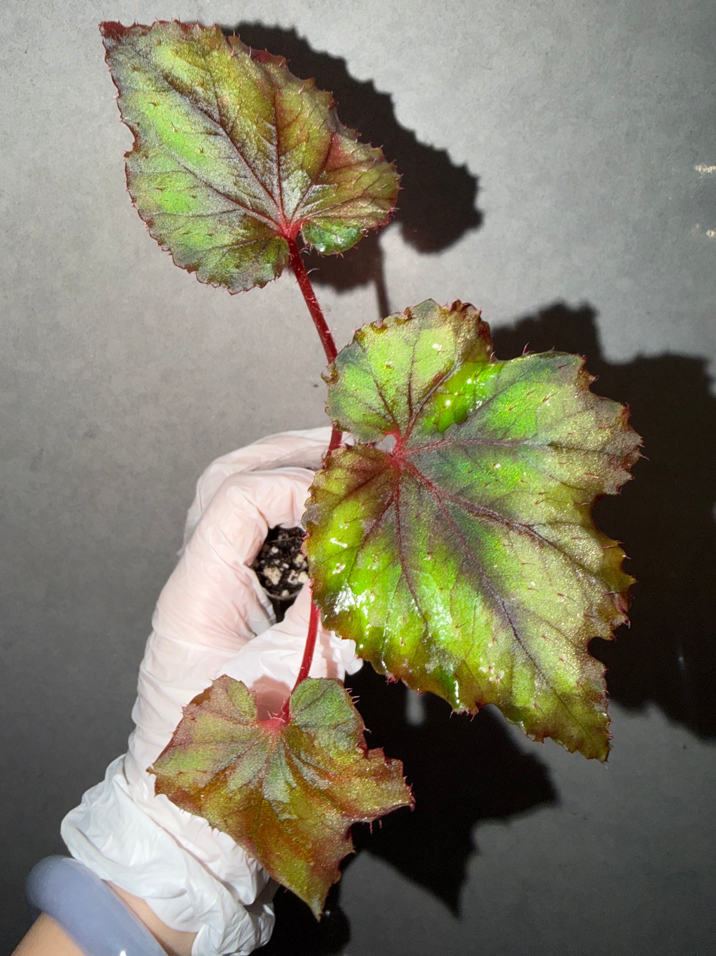 🌿Begonia DS-Chocolate Covered Cherry