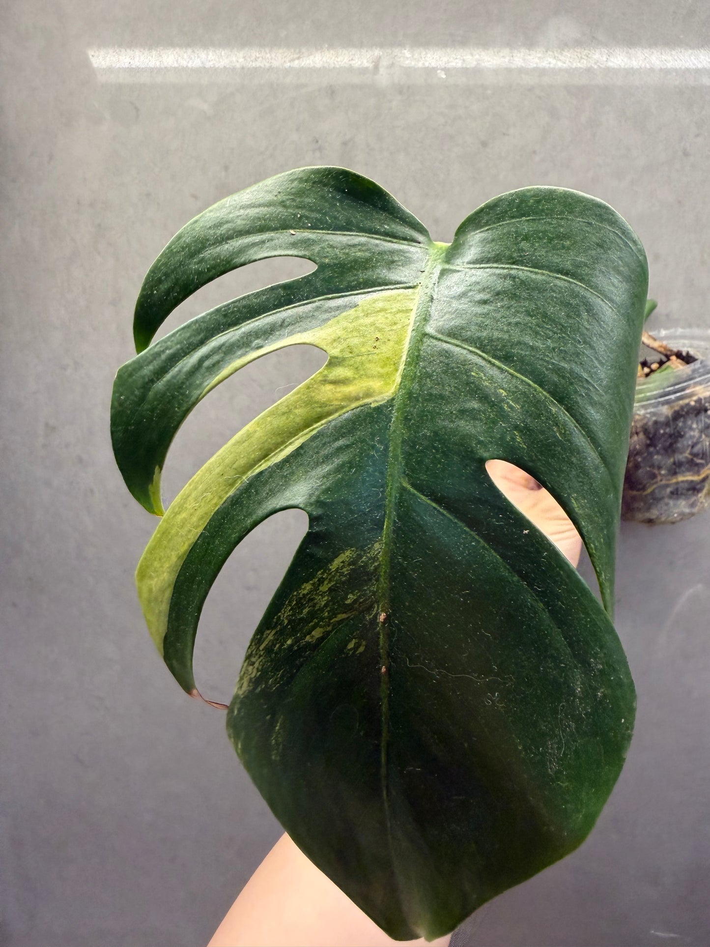 🌿Monstera Aurea