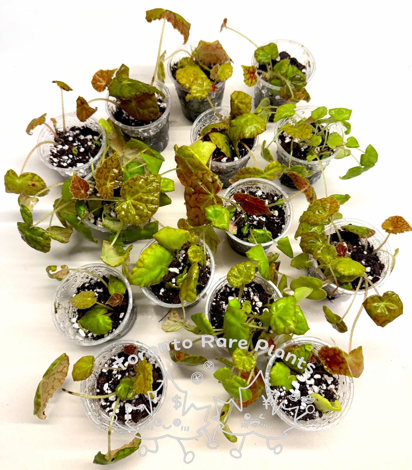 🌿Begonia Combo（Sale）