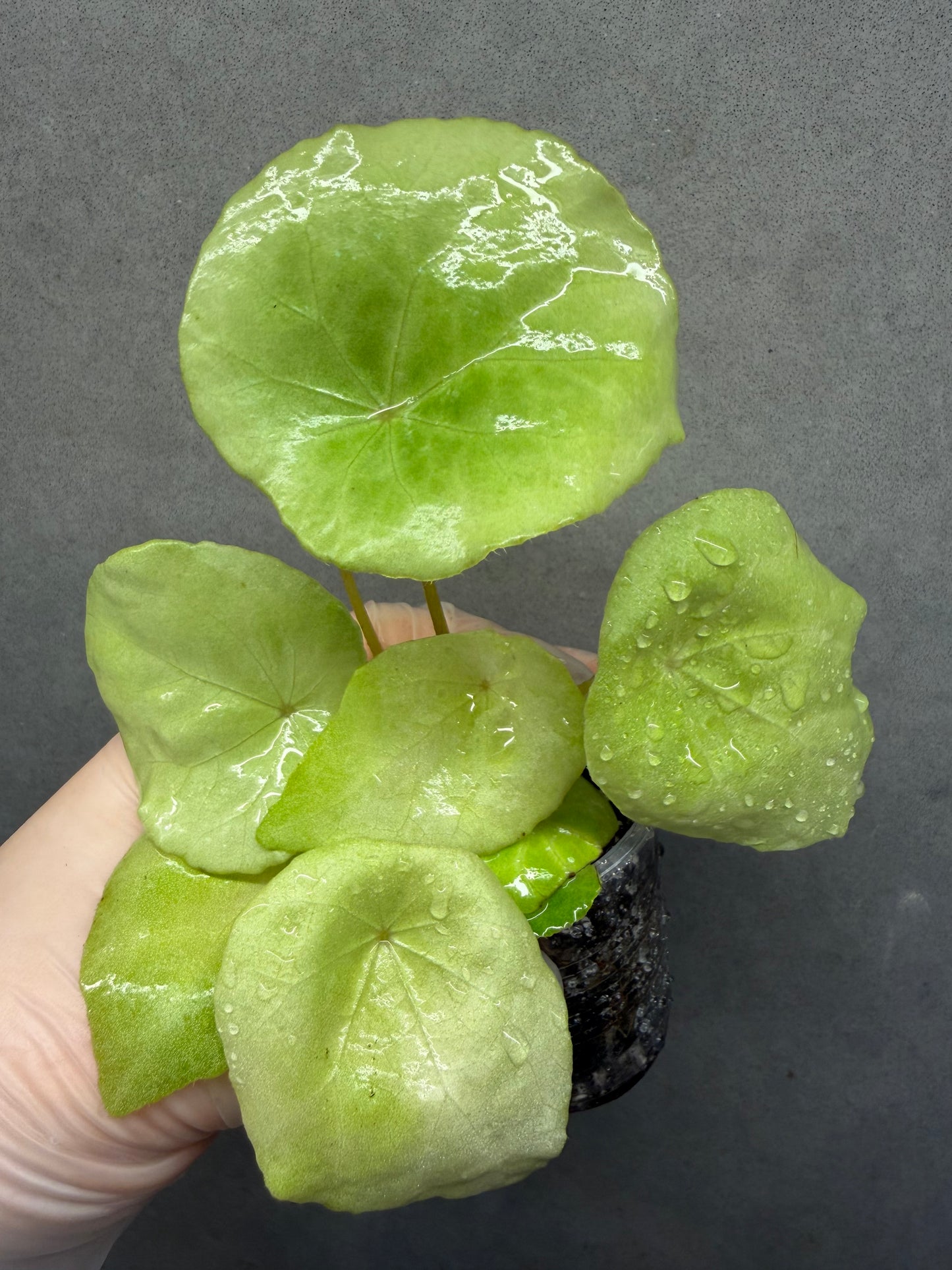 🌿 Begonia natunaensis