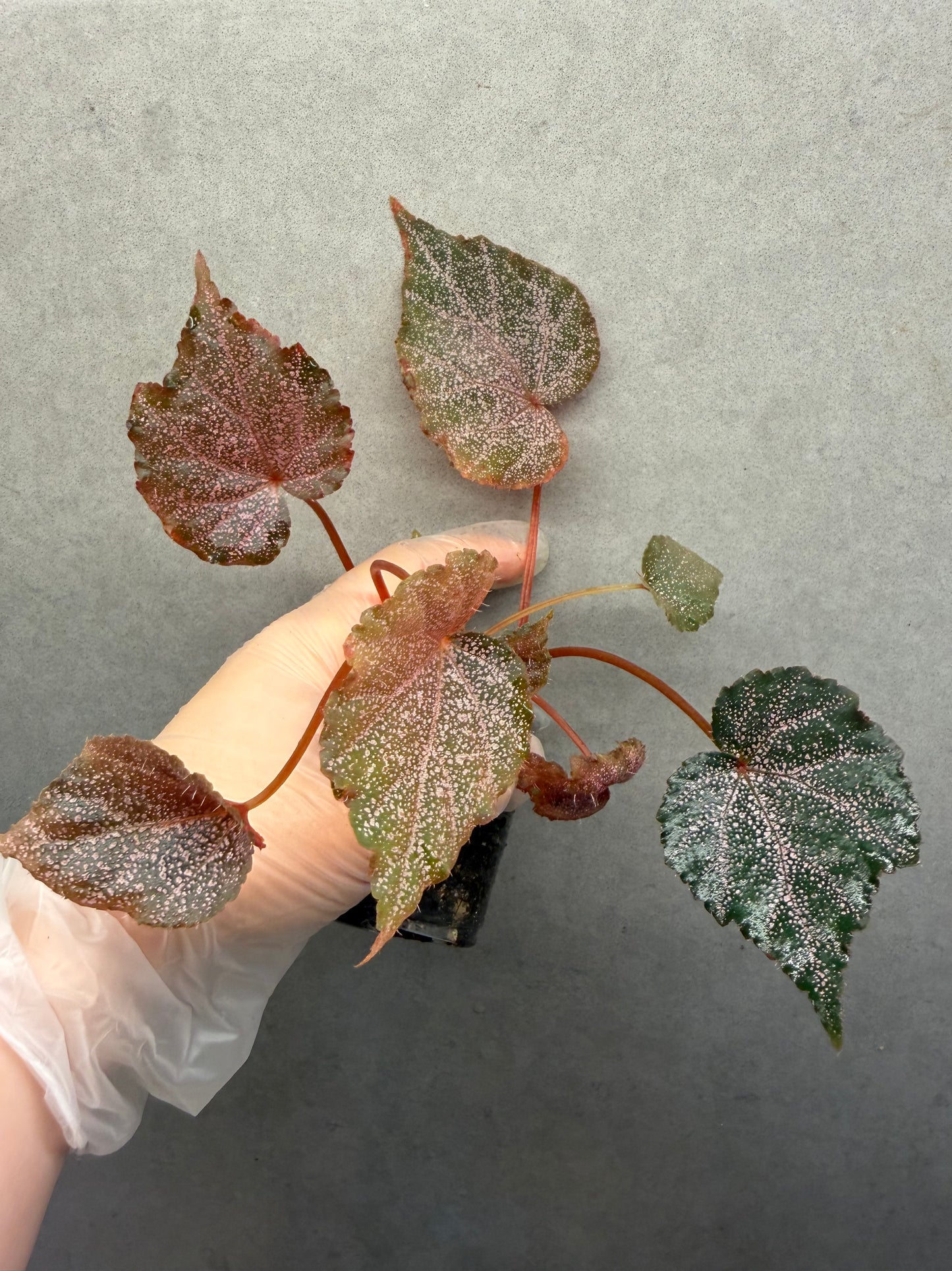 🌿 Begonia 'Robin