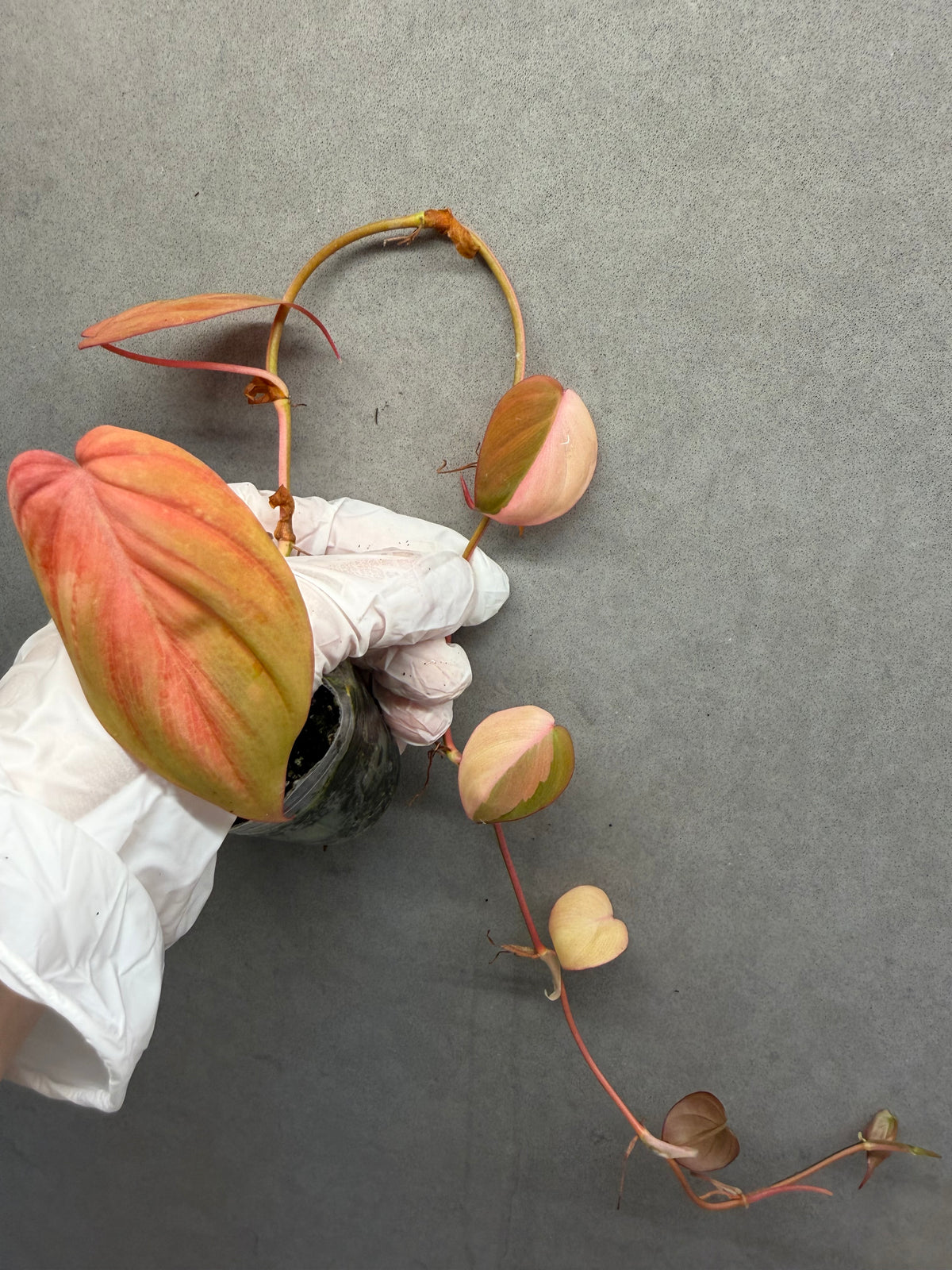 🌿Philodendron Micans  Pink Variegated