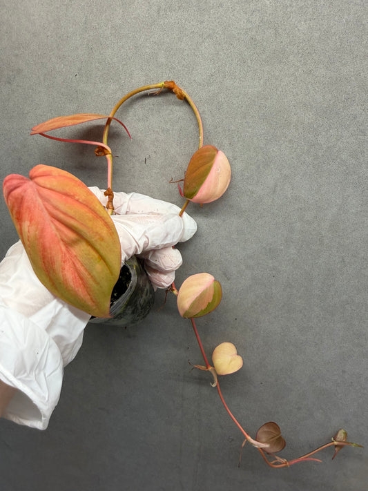 🌿Philodendron Micans  Pink Variegated