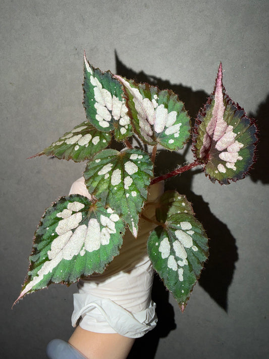 🌿Begonia Rex hybrid ’Blue-Green‘
