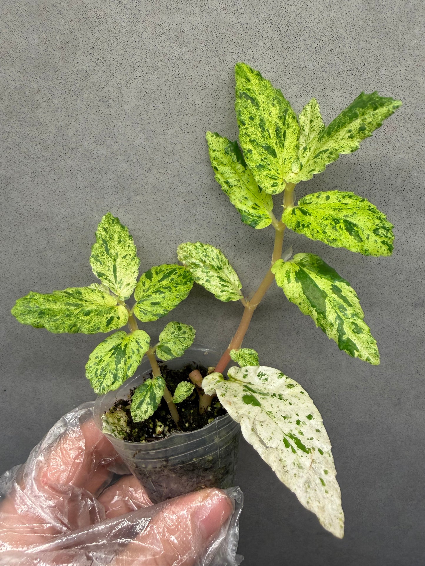 🌿Pellionia repens ’Variegata‘