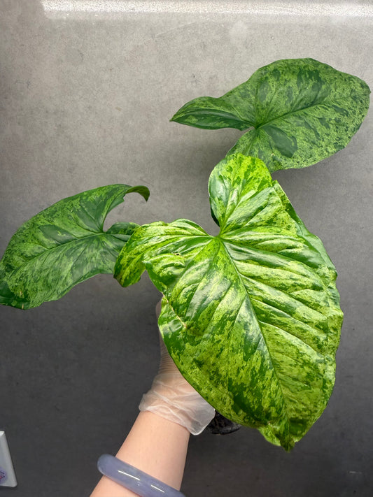 🌿Syngonium Mojito