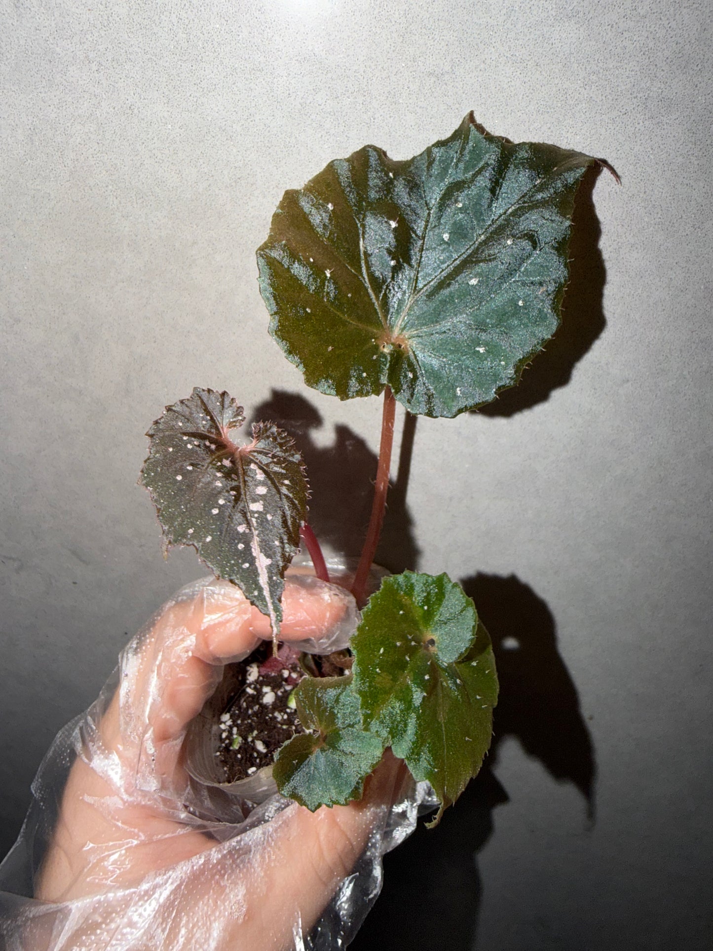 🌿 Begonia ’Ikazuchi‘