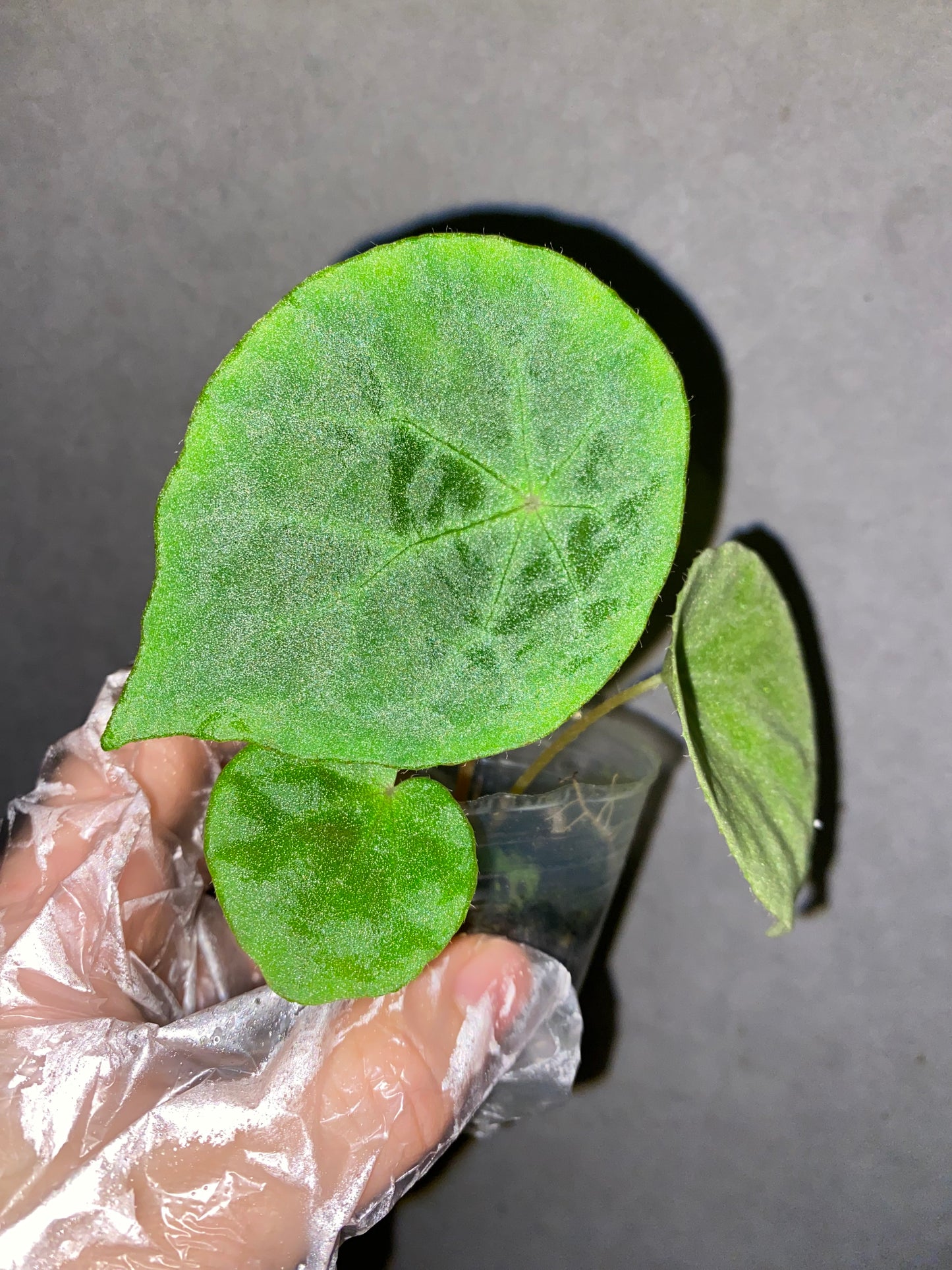 🌿 Begonia phuthoensis