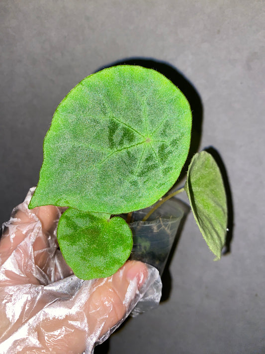 🌿 Begonia phuthoensis