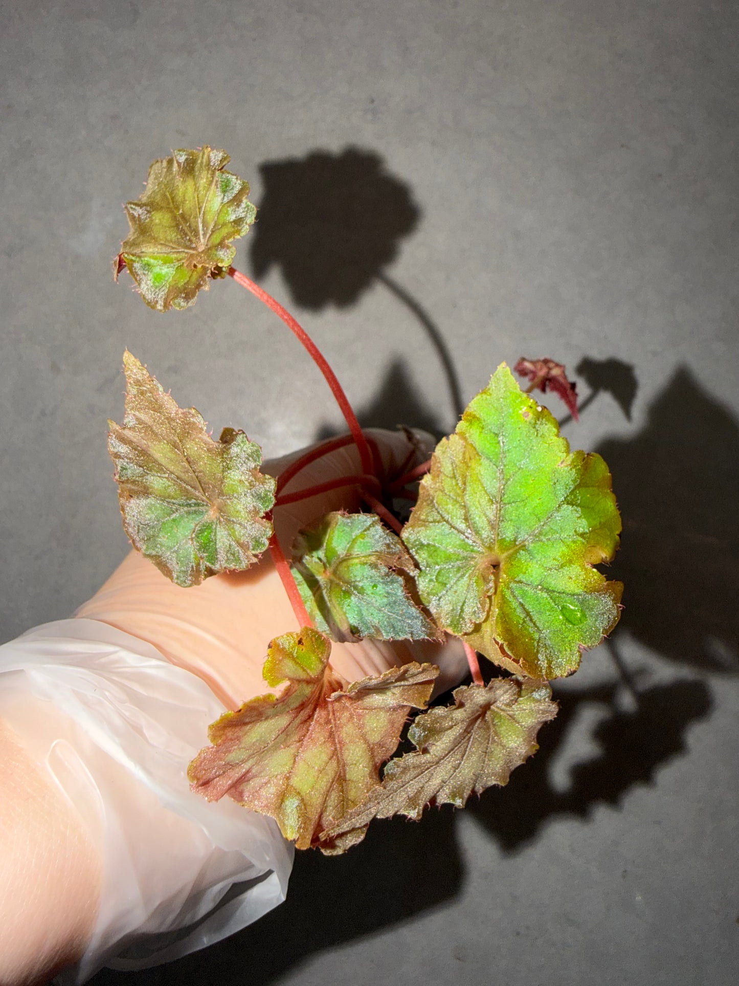 ⚡️Begonia ThunderCloud☁️