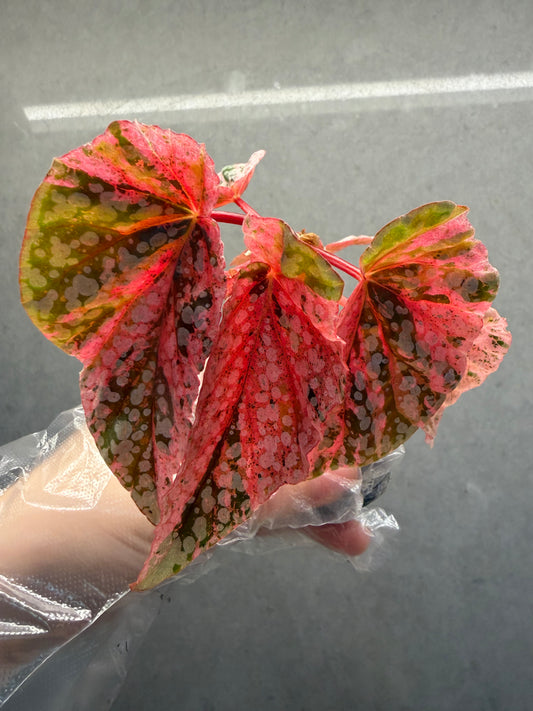 🌸Begonia snow capped pink var