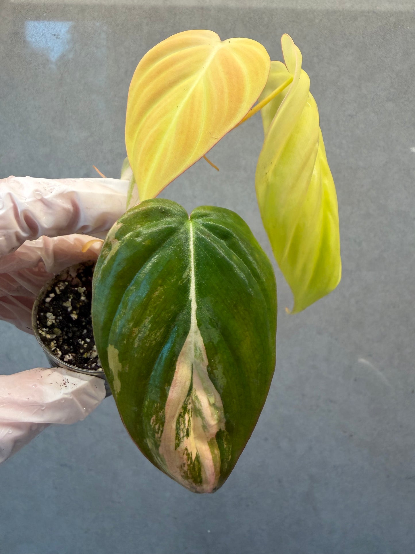 🌿Philodendron Micans  Pink Variegated