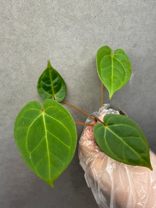🌿 Anthurium Bvep × red Crystallinum * Kos