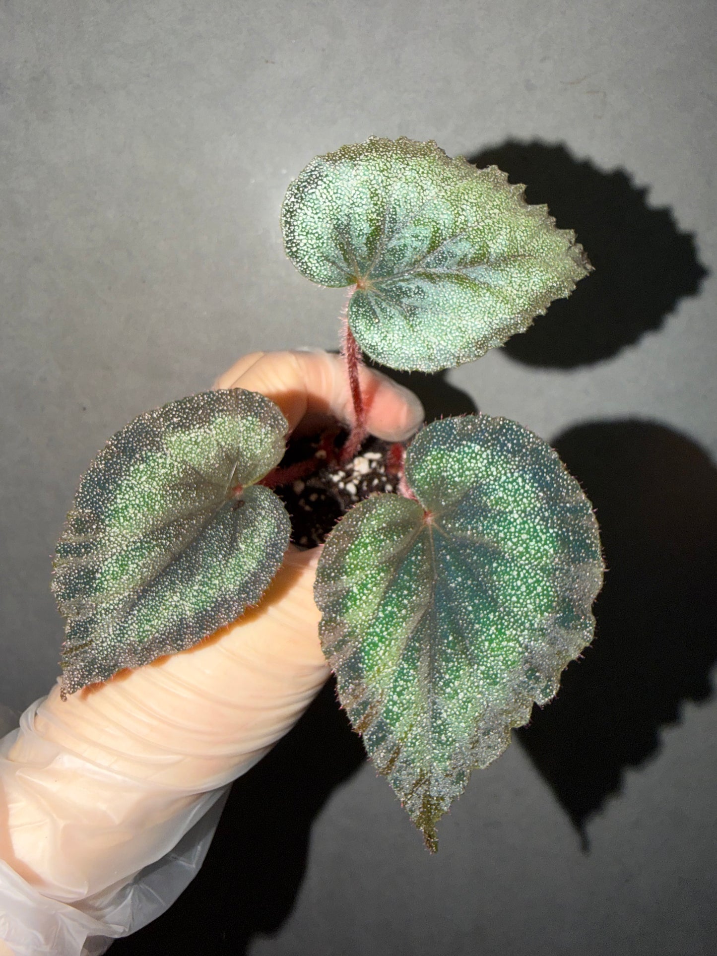 🌿 Begonia ‘Flamingo’