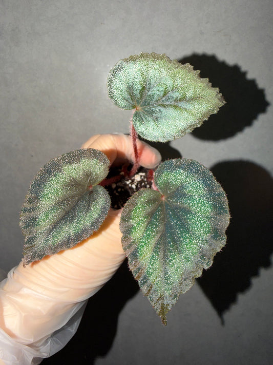 🌿 Begonia ‘Flamingo’