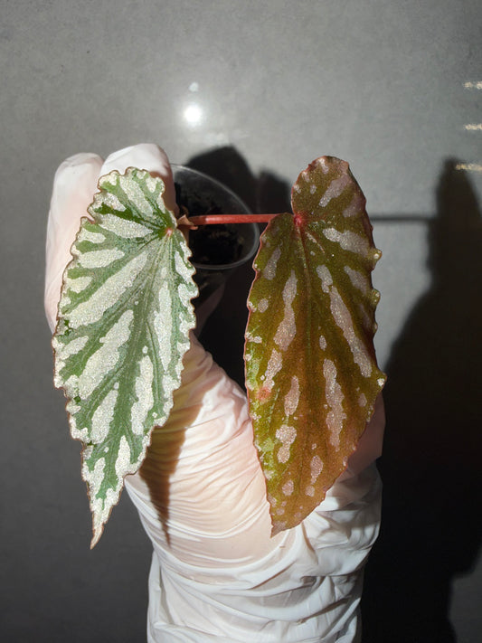 🌿 Begonia 'Down Home'