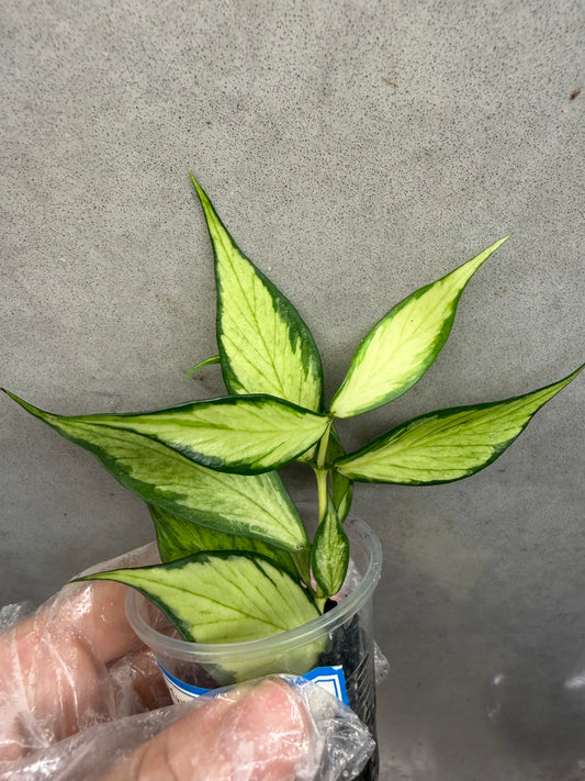 🌿 Hoya polyneura 'Inner Variegated'