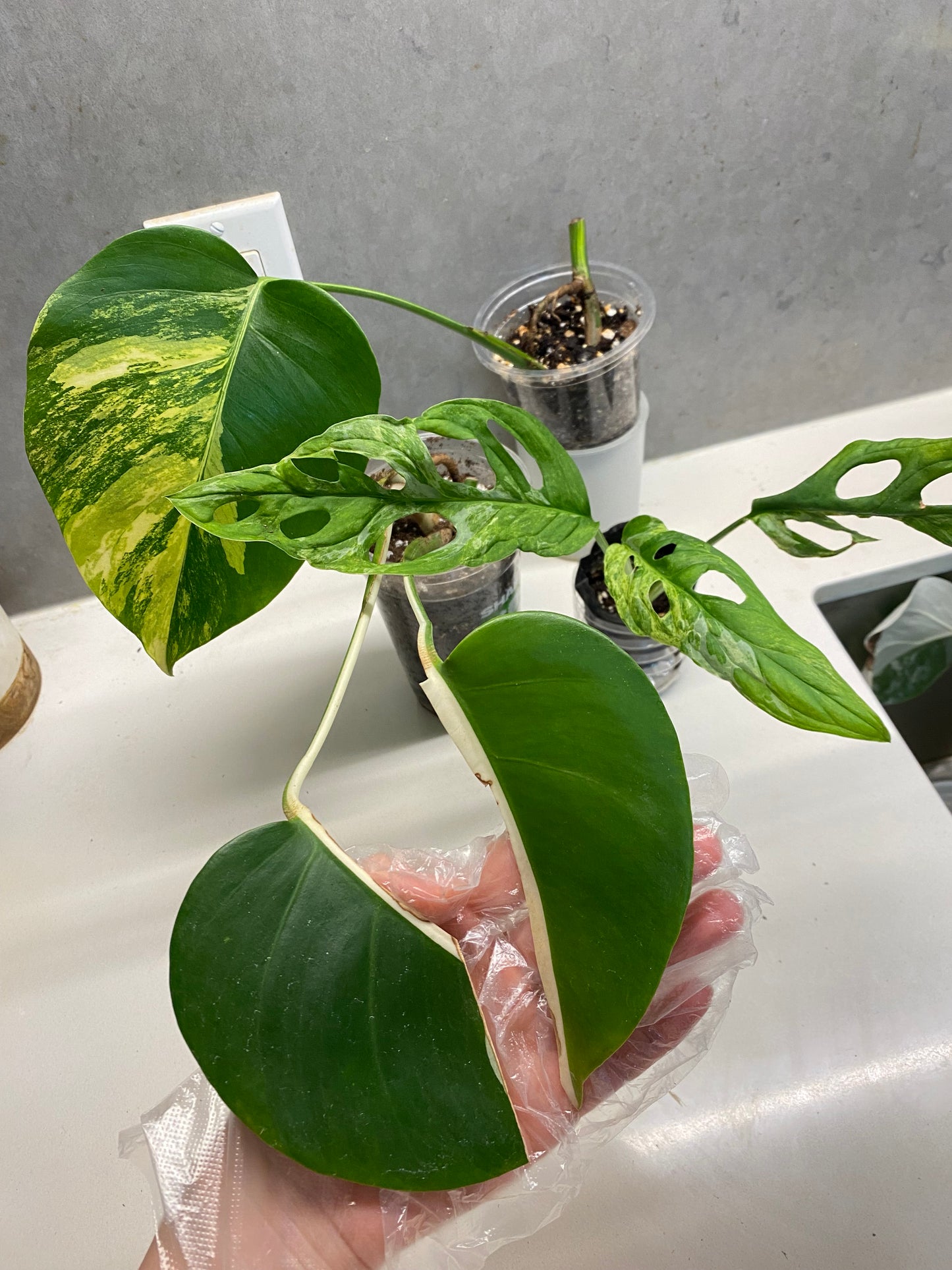 Monstera Albo Half Moon (2 leaves, base) + Monstera Aurea （base) + Monstera Adansonii Mint Variegated – Combo